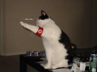 c-g-nazi-cat-jpg.jpg