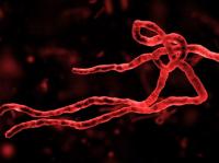 q-l-ebola-kleb-u31401712602799owh-593x443-corriere-web-sezioni-jpg.jpg